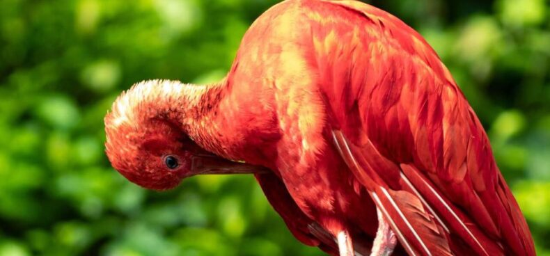 Birding Paradise 2025- Why Guyana Is Becoming the Top Birdwatching Destination in South America