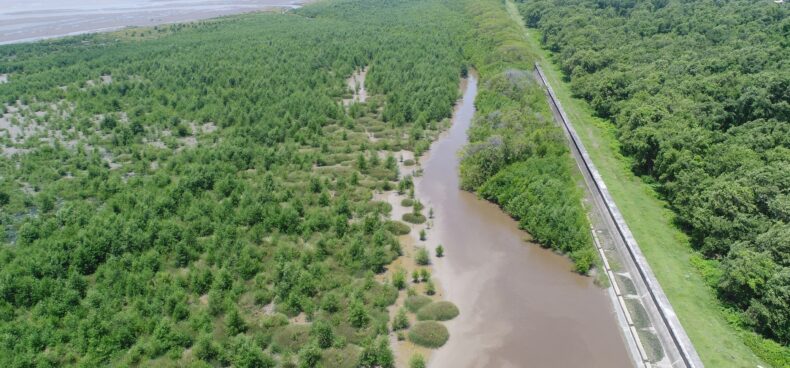 Guyana’s Mangrove Revival 2025- Where Coastal Conservation Meets Eco-Tourism
