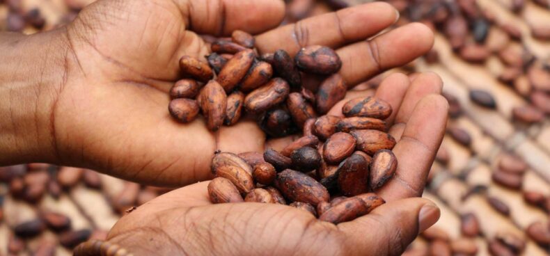 From Bean to Bar 2025: Discovering Guyana’s Cocoa & Chocolate Tourism Revolution