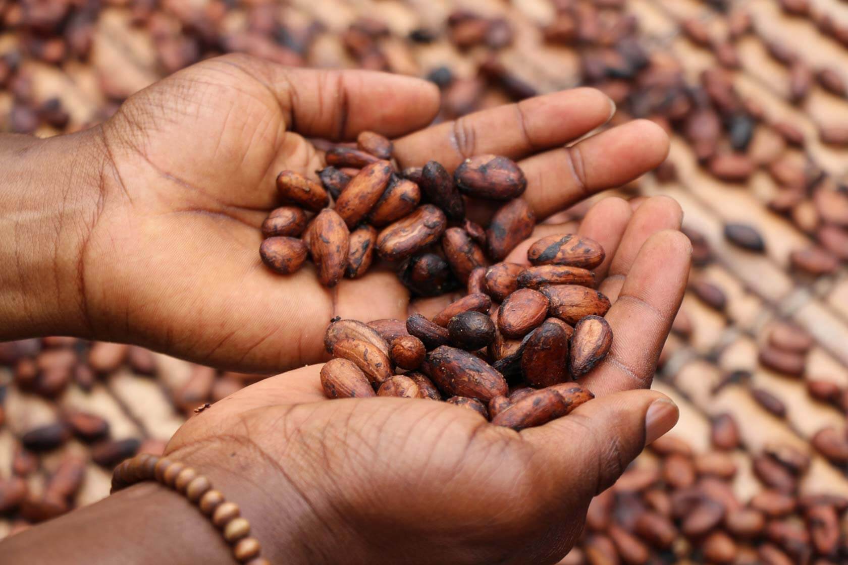 From Bean to Bar 2025: Discovering Guyana’s Cocoa & Chocolate Tourism Revolution - Travel Guyana